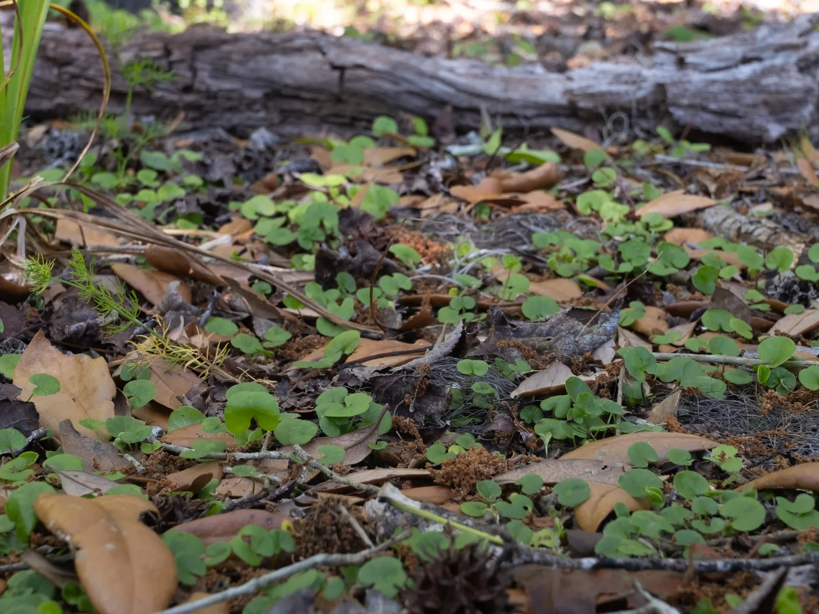 Dichondra (Dichondra Micrantha) — Drought-tolerant once established, it adds a verdant touch to landscapes; enhancing the landscape with its verdant, image 57