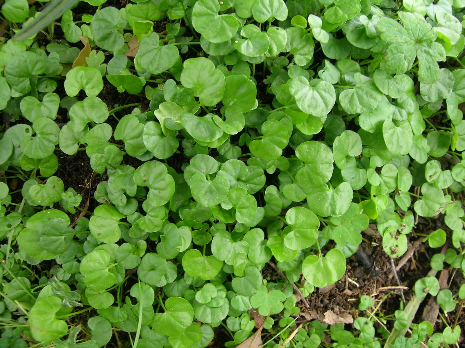 Dichondra (Dichondra Micrantha) — involving periodic mowing to keep it tidy