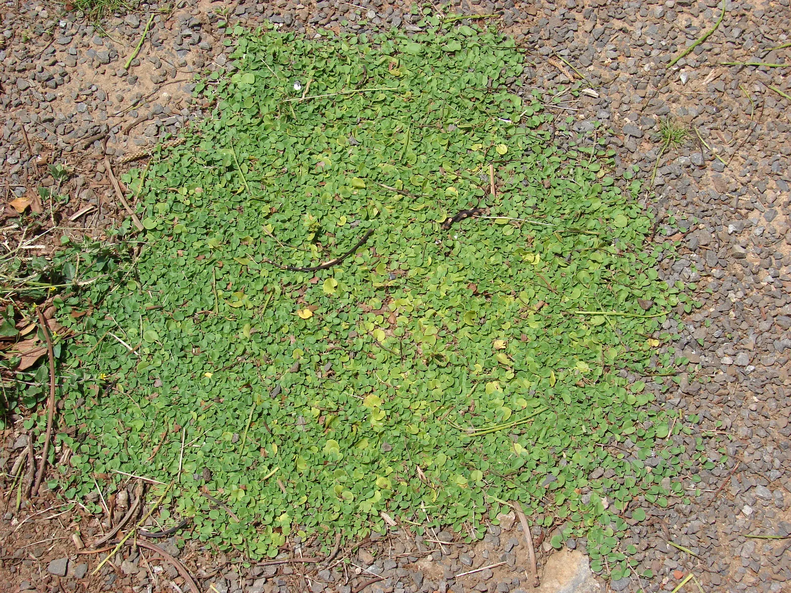 Dichondra (Dichondra Micrantha) — enhancing the landscape with its verdant; dichondra's versatility allows it to be utilized in rock gardens