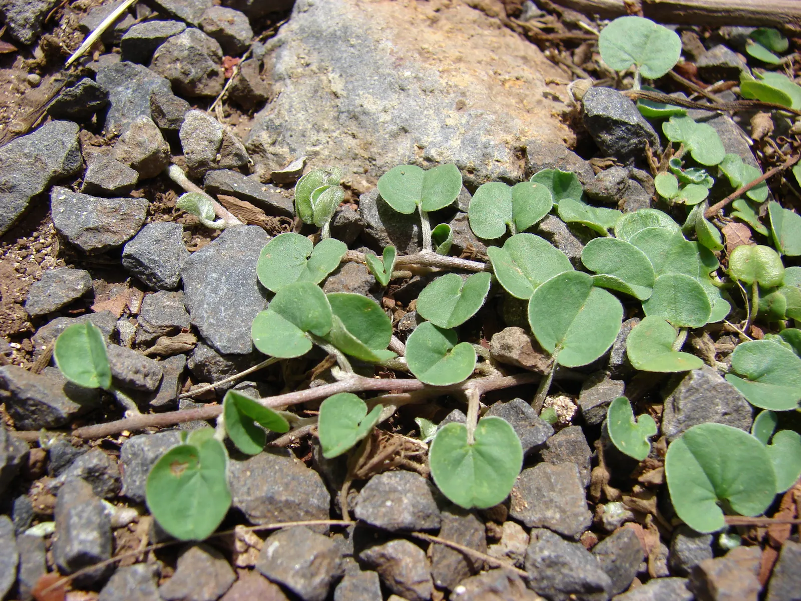 Dichondra (Dichondra Micrantha) — ground cover for shade; dichondra's resistance to many pests and diseases makes it a resilient and long-lasting addition to