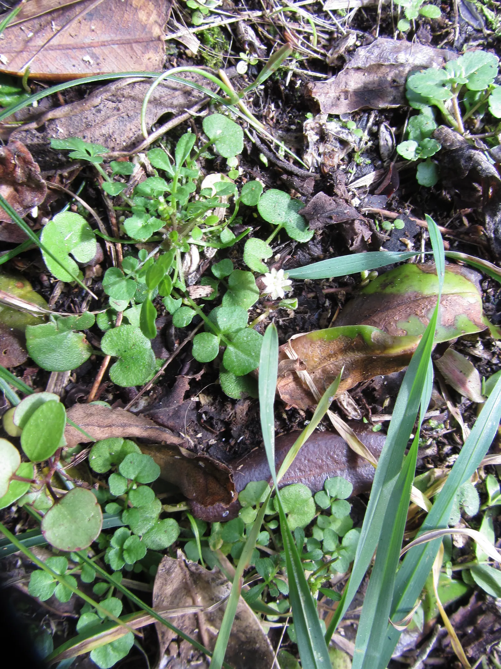 Dichondra (Dichondra Micrantha) — While it is drought-tolerant once established, maintaining moderate moisture will encourage vibrant growth; round leaves