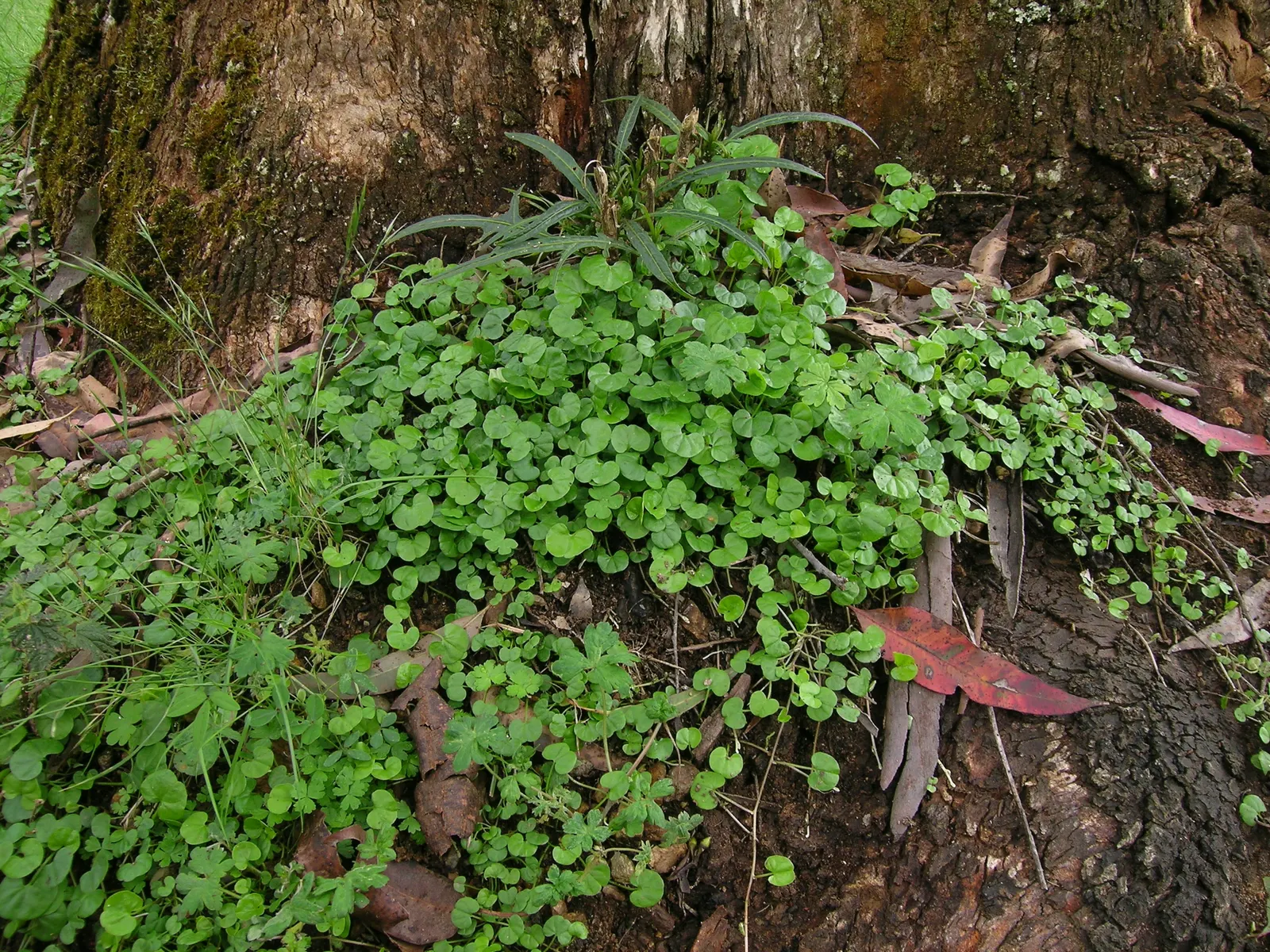 Dichondra (Dichondra Micrantha) — commonly known as Kidney Weed