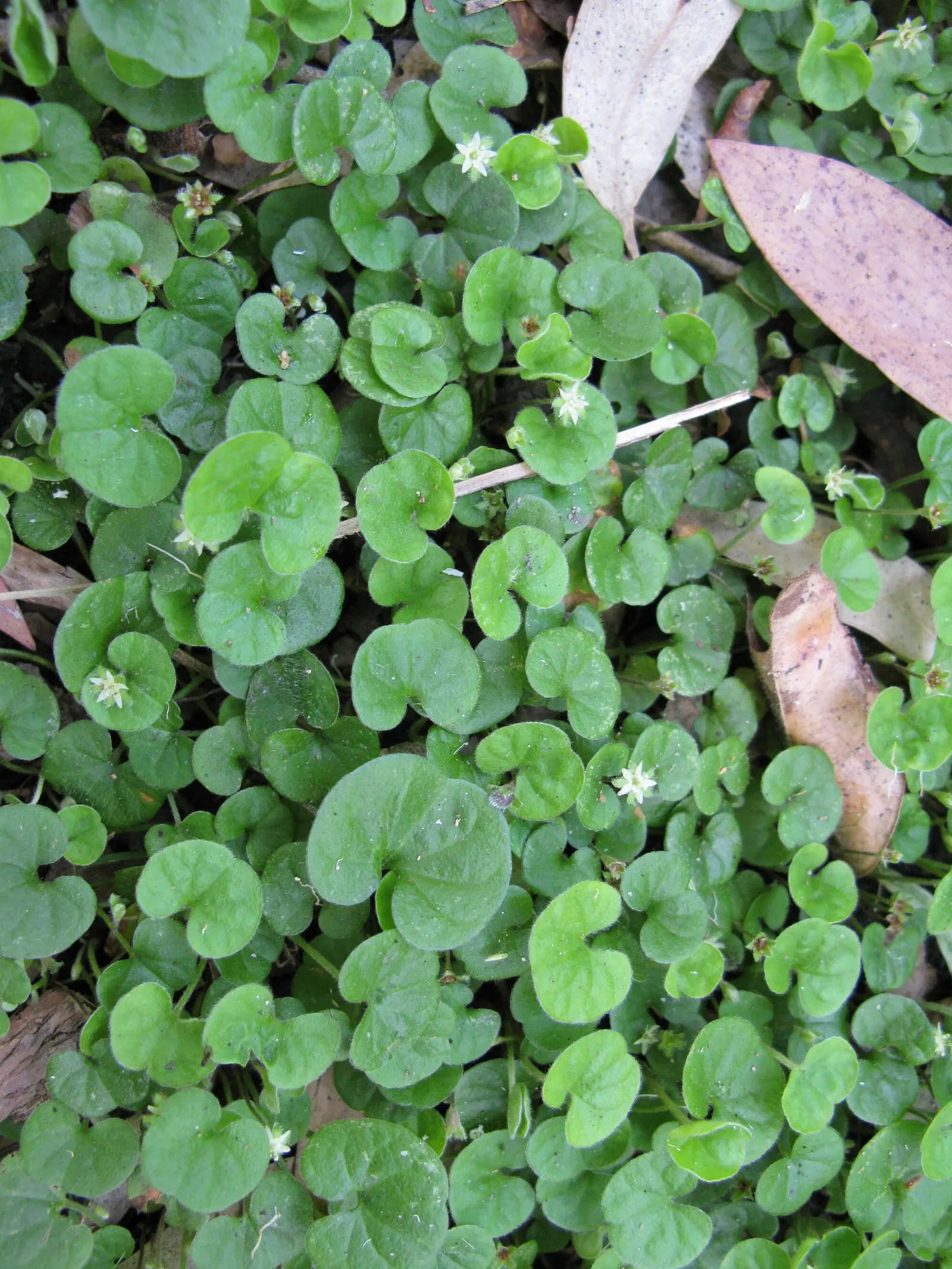 Dichondra (Dichondra Micrantha) — making it perfect for garden accents or between stepping stones