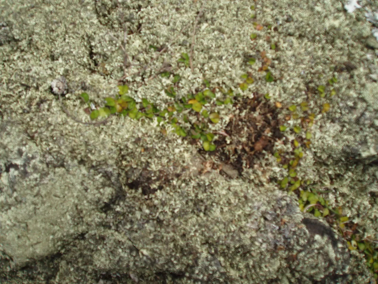 Dichondra (Dichondra Micrantha) — While it is drought-tolerant once established, maintaining moderate moisture will encourage vibrant growth