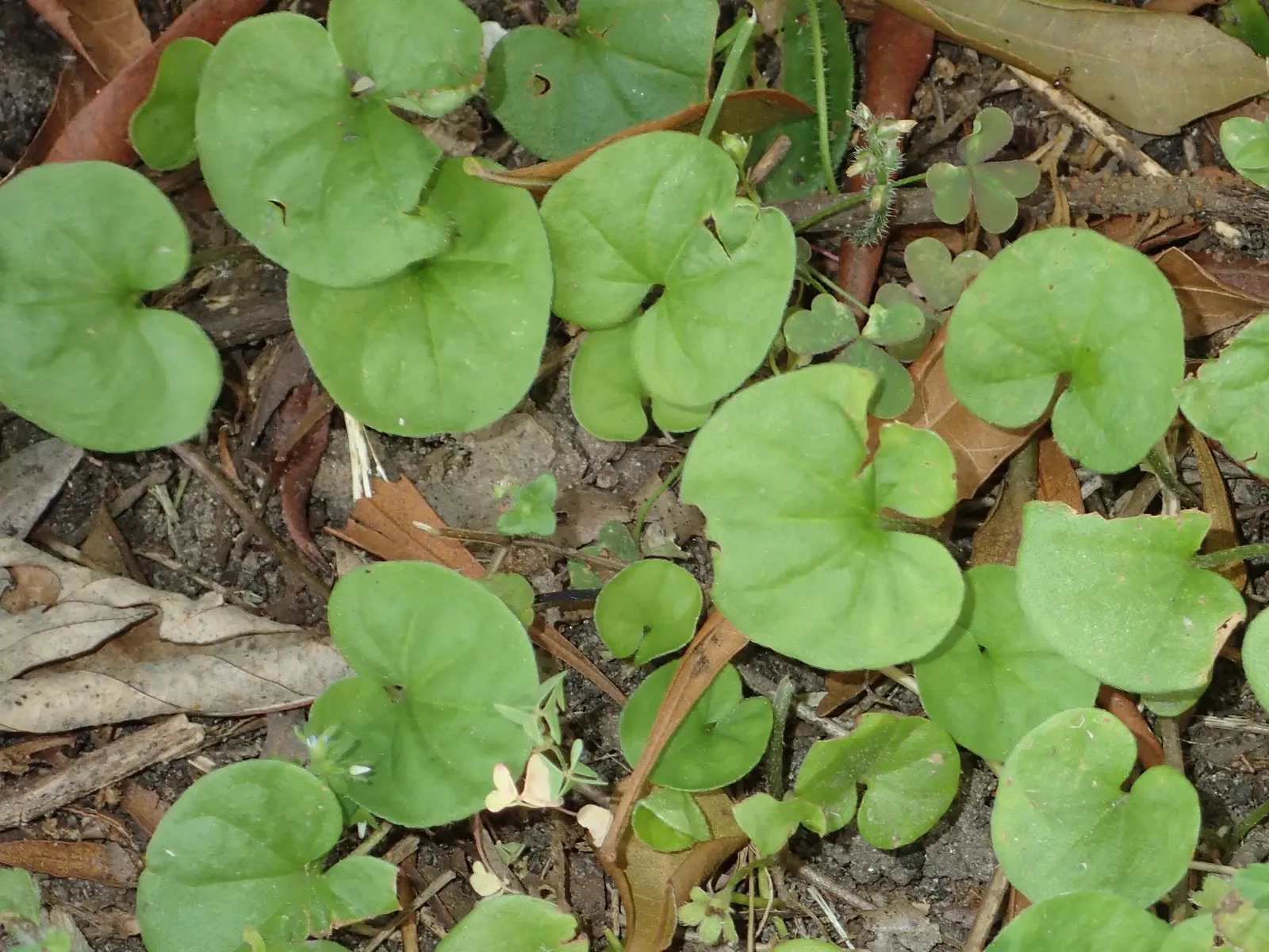 Dichondra (Dichondra Micrantha) — round leaves resembling miniature water lilies