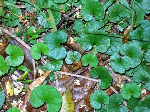 Dichondra (Dichondra Micrantha) — commonly known as kidney weed or Dichondra