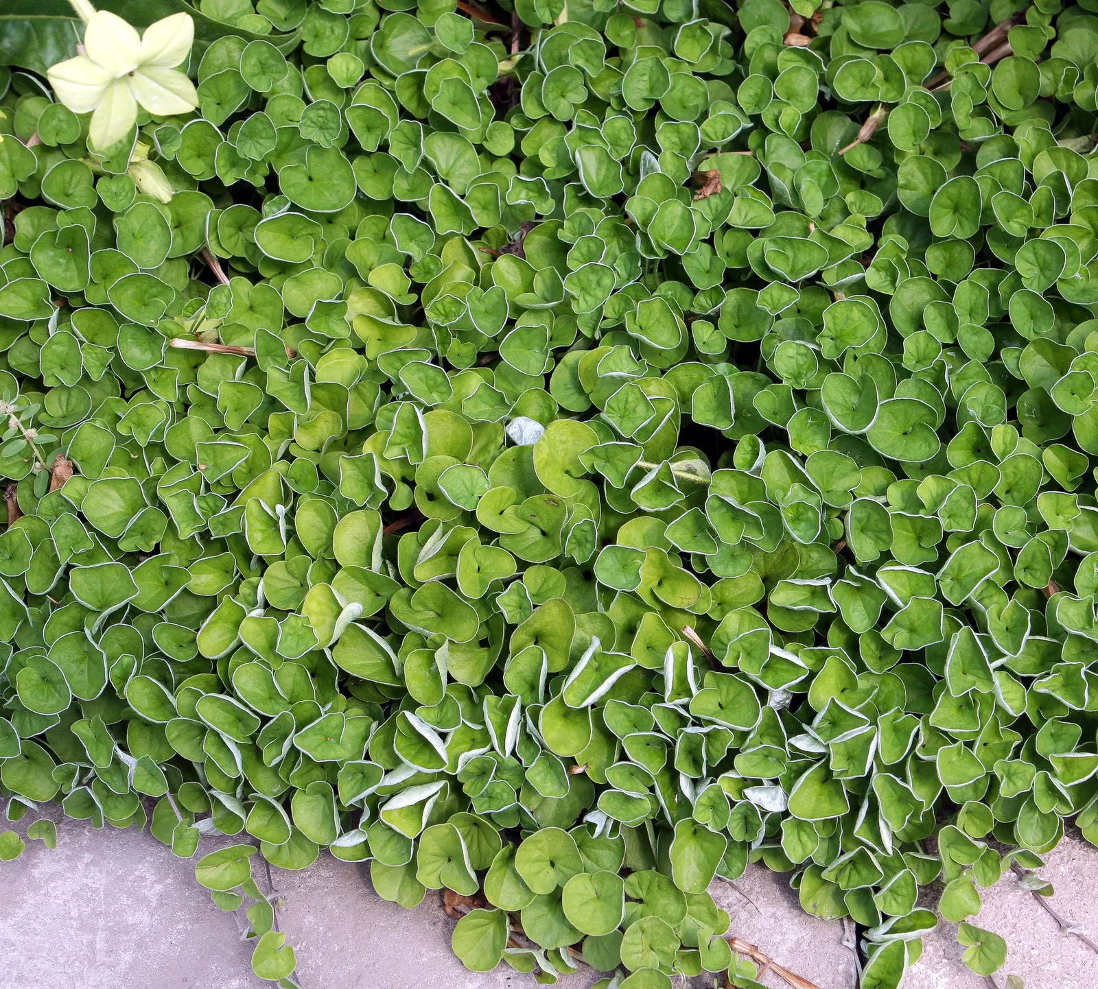 Dichondra (Dichondra Micrantha) — dense foliage is a rich emerald green; as Dichondra can be prone to root rot in poorly drained soils