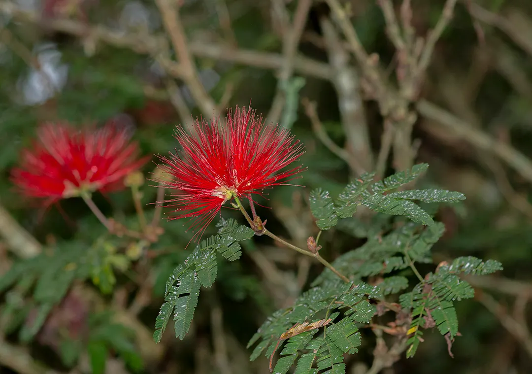 Trinidad Flame Bush (Calliandra Tweedii) — scientifically named Calliandra tweedii