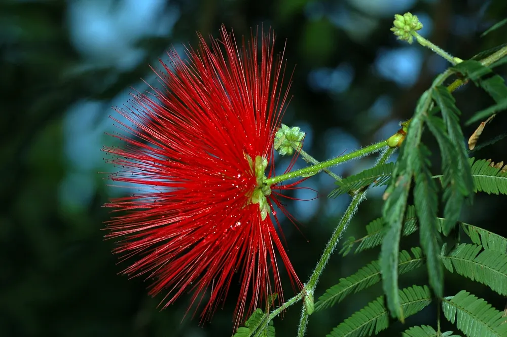 Trinidad Flame Bush (Calliandra Tweedii) — commonly known as Trinidad Flame Bush