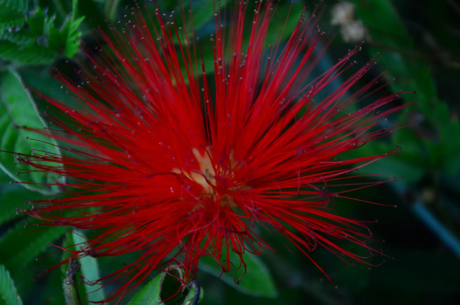Trinidad Flame Bush (Calliandra Tweedii) — Space plants approximately 5-6 feet apart to accommodate growth