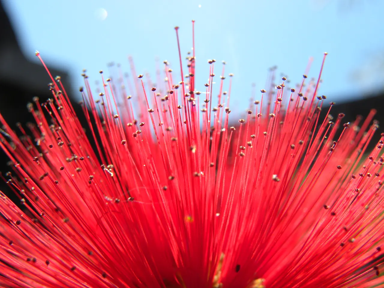 Trinidad Flame Bush (Calliandra Tweedii) — Preferring full sun and well-drained soil, it's drought-resistant once established