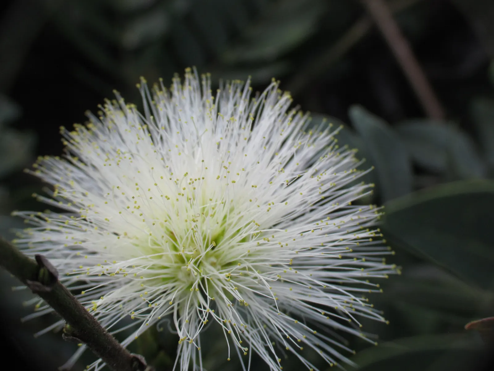 Trinidad Flame Bush (Calliandra Tweedii) — offering a feathery backdrop to the showy flowers