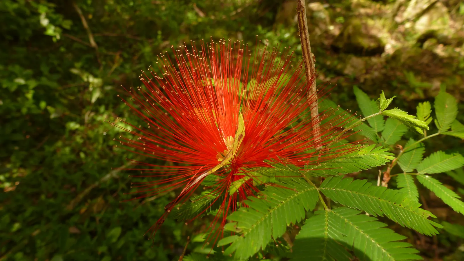 Trinidad Flame Bush (Calliandra Tweedii) — fine-textured foliage highlights the striking red pom-pom-like blossoms that bloom spring to fall