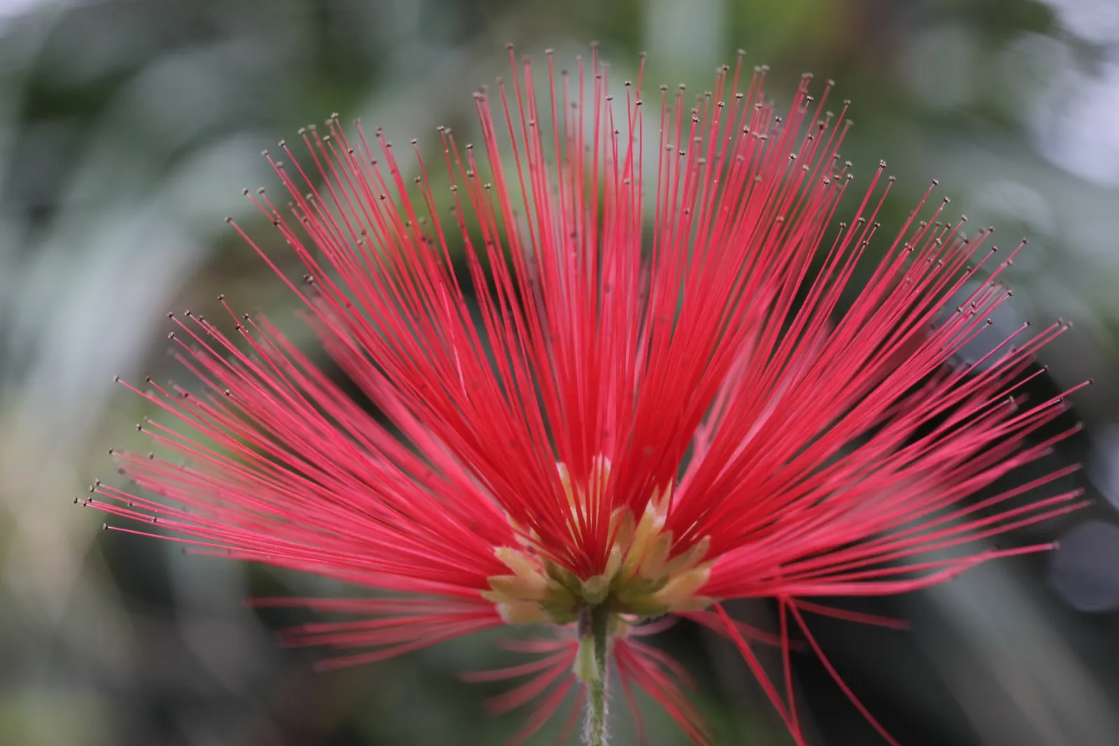 Trinidad Flame Bush (Calliandra Tweedii) — shrub for full