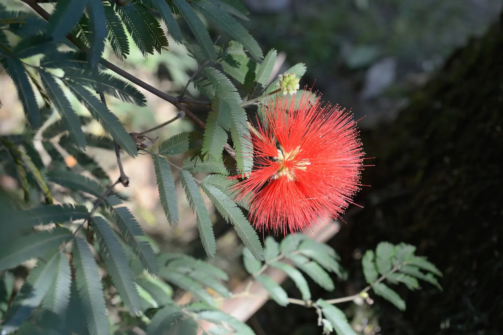 Trinidad Flame Bush (Calliandra Tweedii) — red flowers in the garden