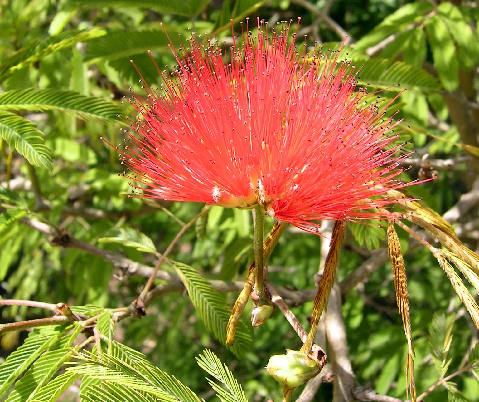 Trinidad Flame Bush (Calliandra Tweedii) — bipinnate leaves that are a deep green
