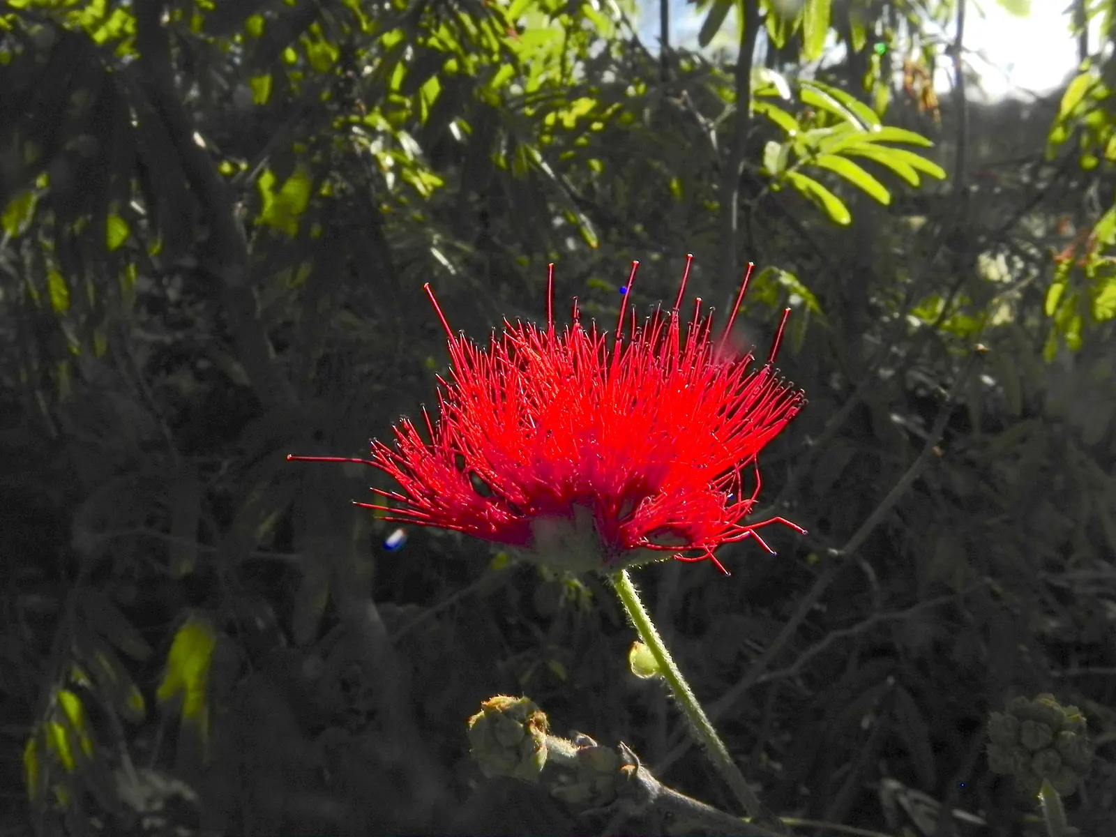 Trinidad Flame Bush (Calliandra Tweedii) — enhancing the ecosystem.<br><br>Ideal for USDA zones 8 to 11