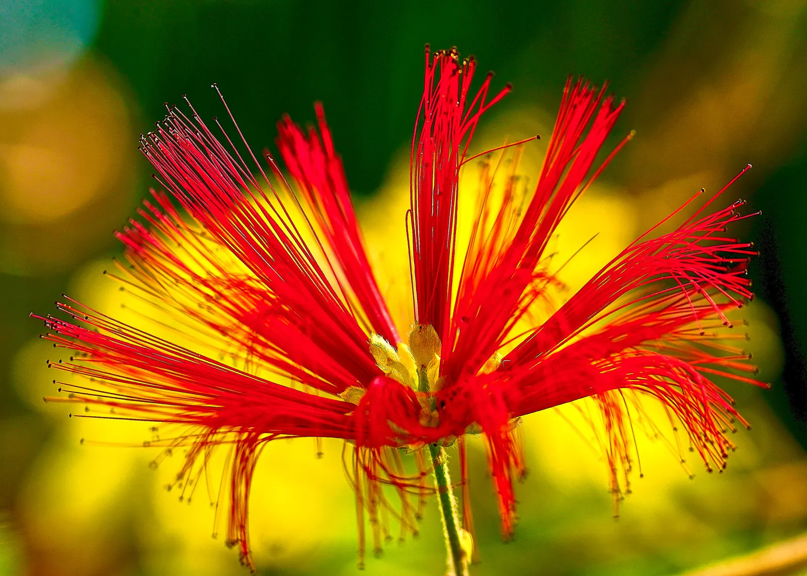 Trinidad Flame Bush (Calliandra Tweedii) — shrub with red blooms