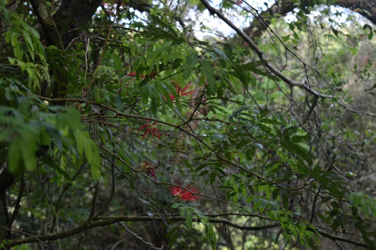 Trinidad Flame Bush (Calliandra Tweedii) — It prefers well-drained soils and is moderately drought tolerant once established, requiring minimal watering