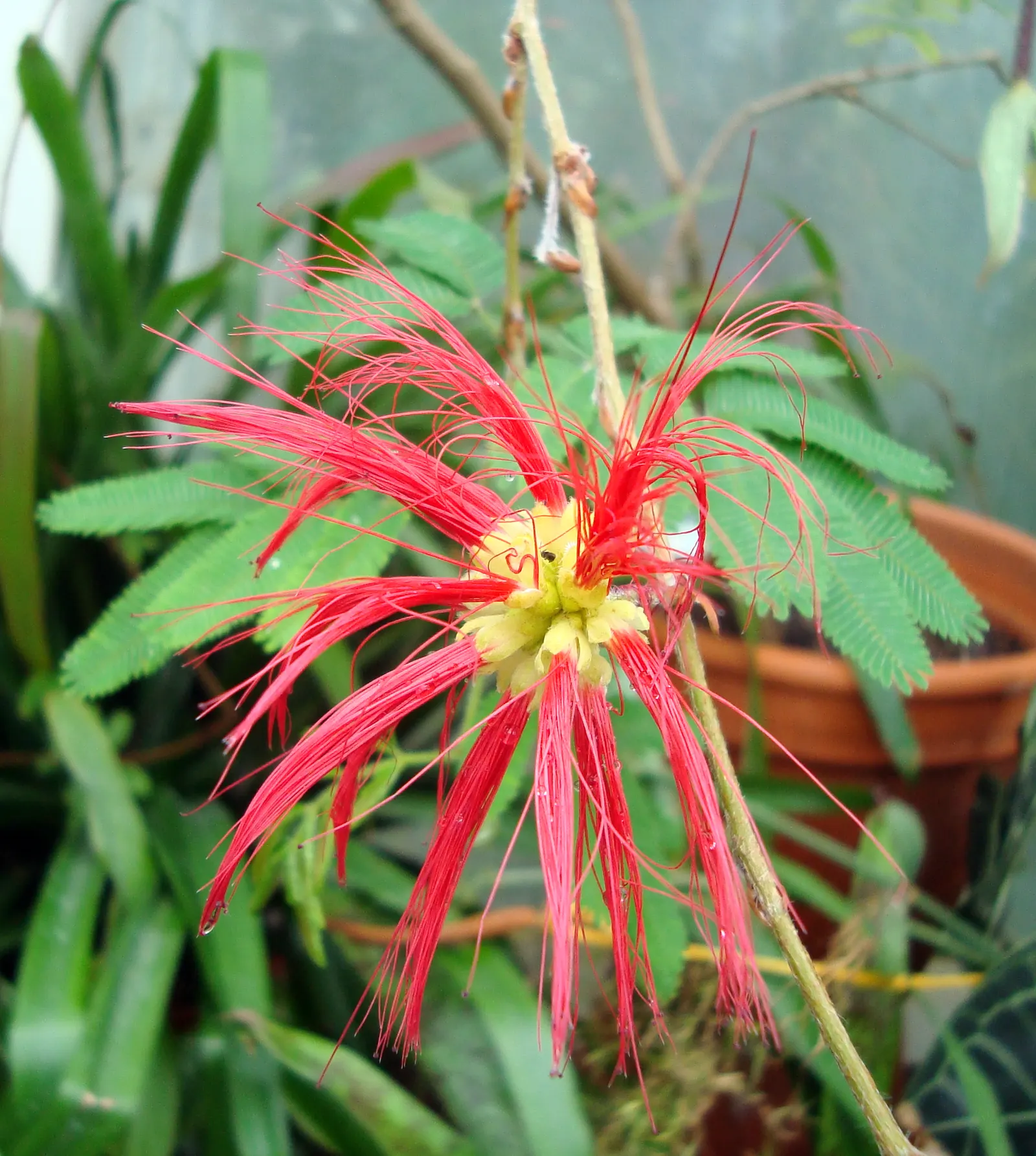 Trinidad Flame Bush (Calliandra Tweedii) — Growing to an average height of 6 to 8 feet