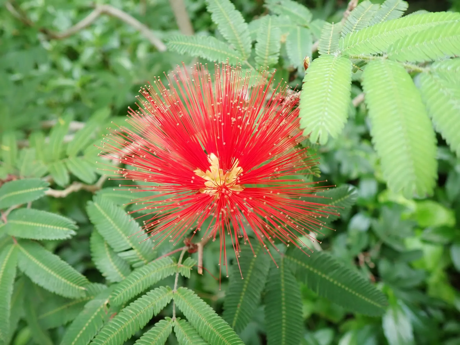 Trinidad Flame Bush (Calliandra Tweedii) — This shrub is relatively low-maintenance but responds well to pruning