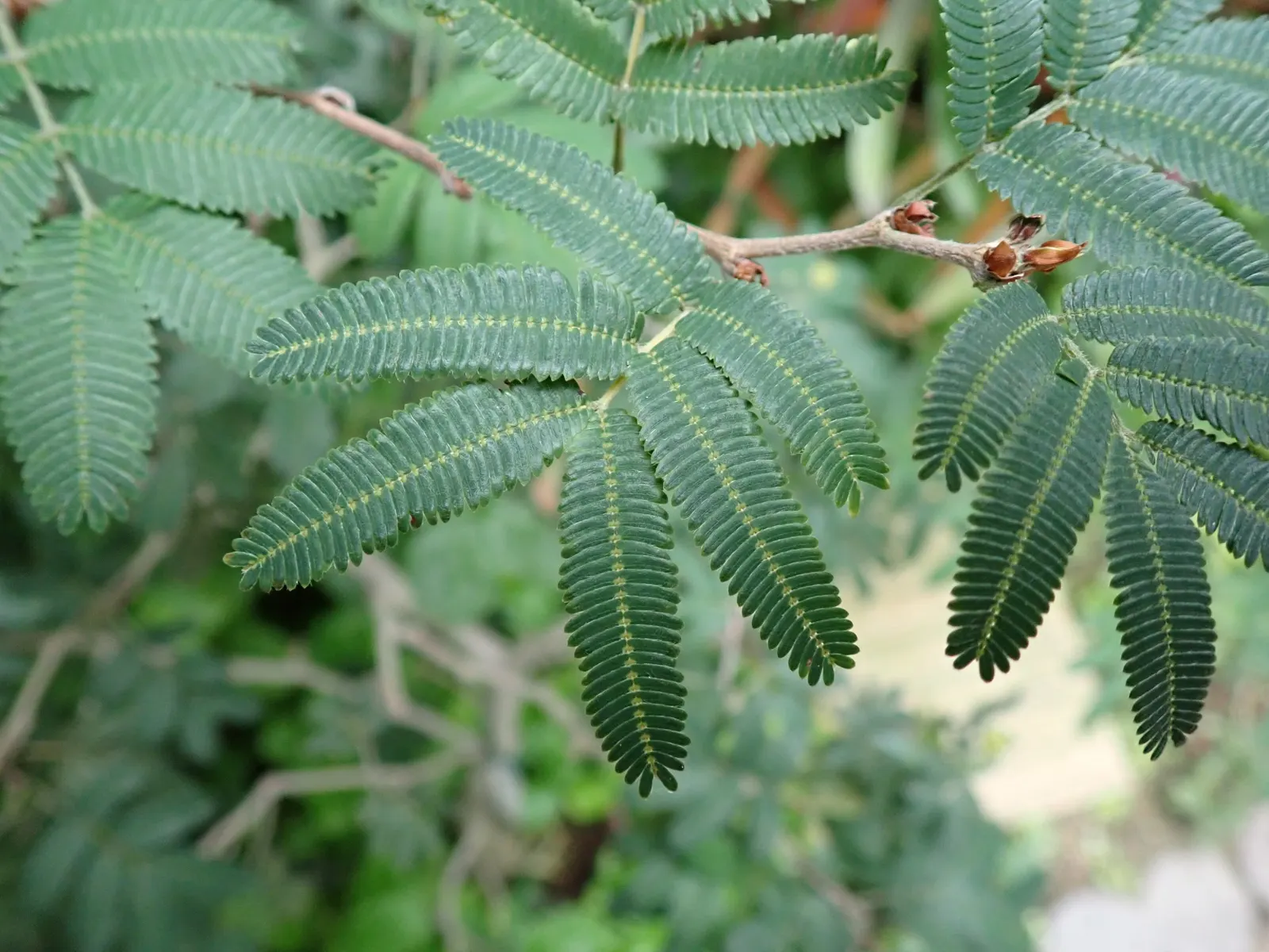 Trinidad Flame Bush (Calliandra Tweedii) — which typically span 2 to 3 inches across