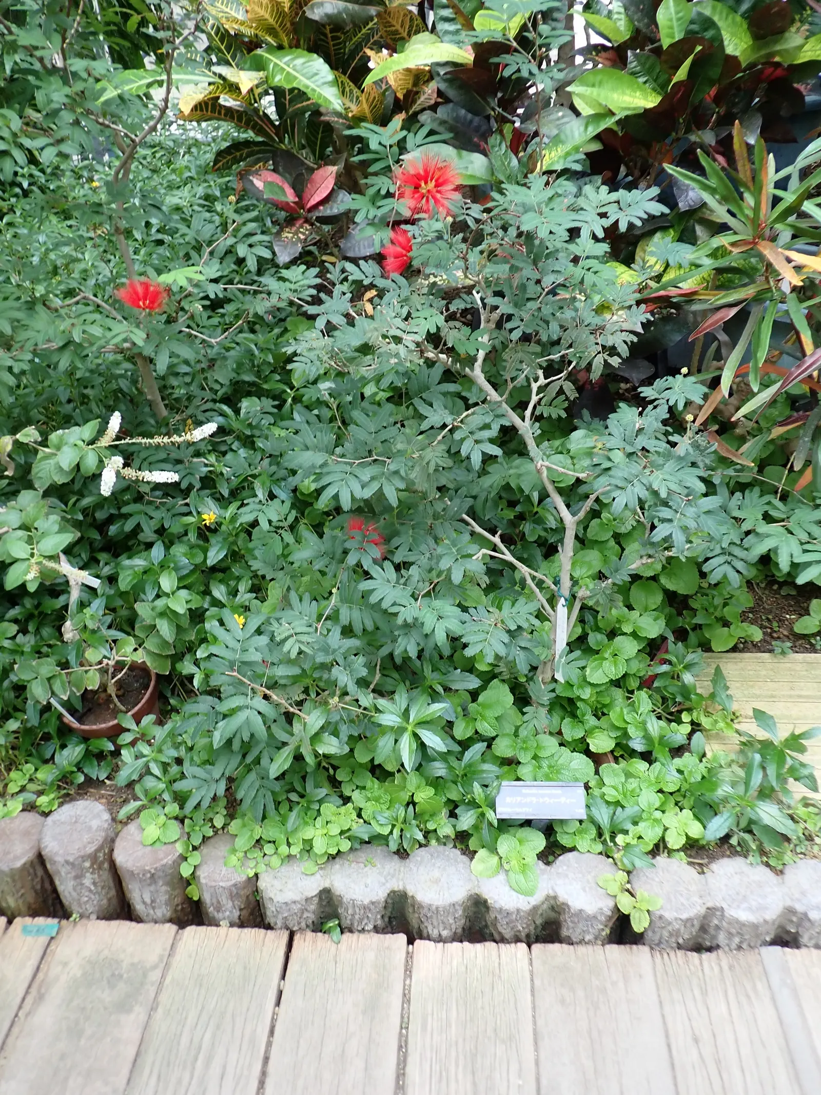 Trinidad Flame Bush (Calliandra Tweedii) — making it a delightful choice for gardeners looking to add a touch of the tropics to their outdoor space