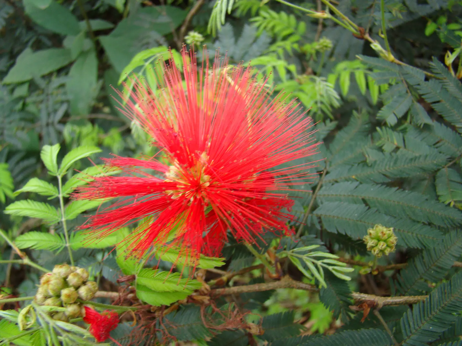 Trinidad Flame Bush (Calliandra Tweedii) — Ideal for attracting hummingbirds and adding a tropical flair
