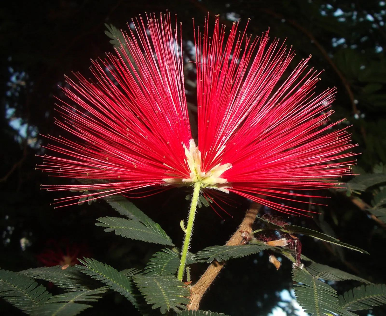 Trinidad Flame Bush (Calliandra Tweedii) — The most striking feature of Calliandra tweedii is its brilliant red