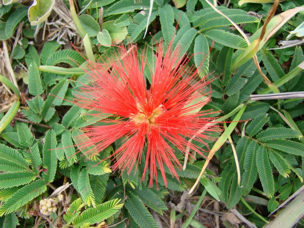 Trinidad Flame Bush (Calliandra Tweedii) — is a vibrant and eye-catching flowering shrub that can serve as a splendid focal point in any garden
