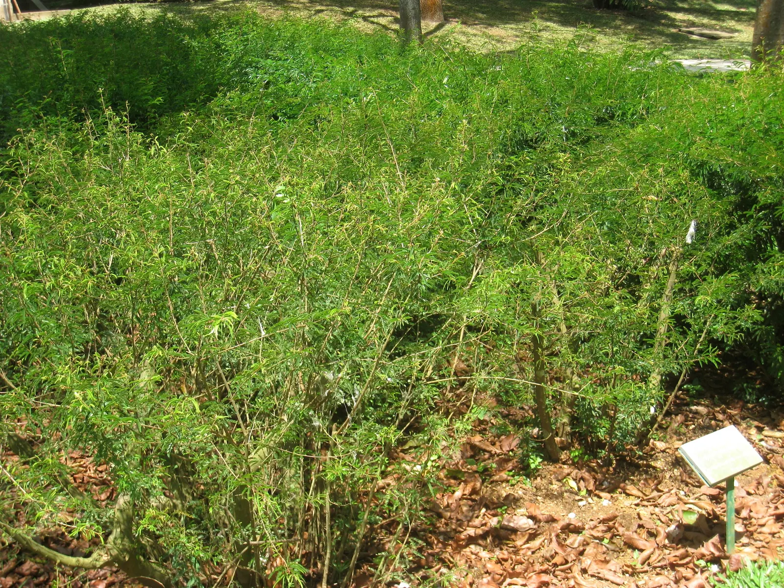 Trinidad Flame Bush (Calliandra Tweedii) — commonly known as Trinidad Flame Bush; preferring full sun and well-drained soil, it's drought-resistant once