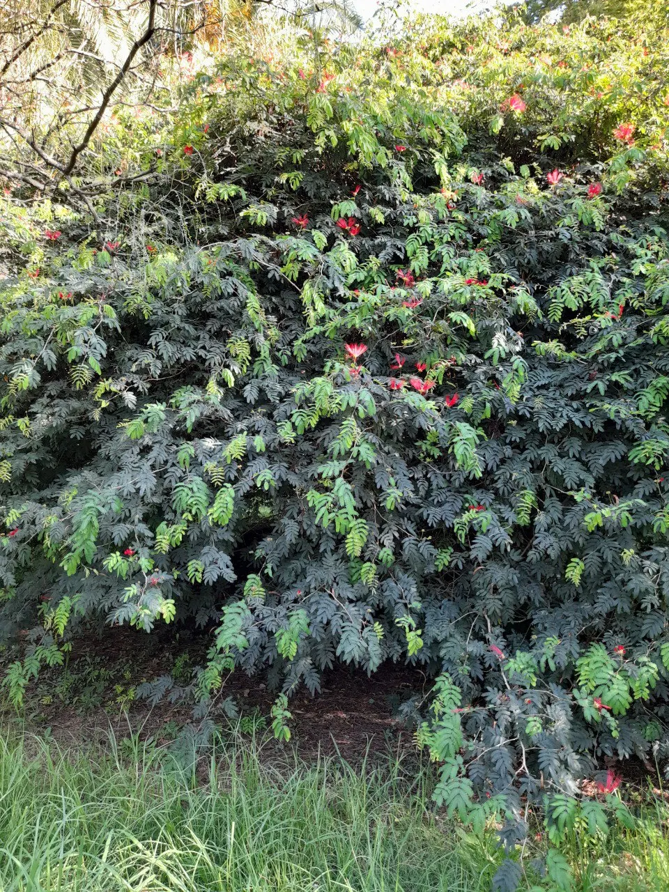 Trinidad Flame Bush (Calliandra Tweedii) — the Trinidad Flame Bush thrives in full sun to partial shade