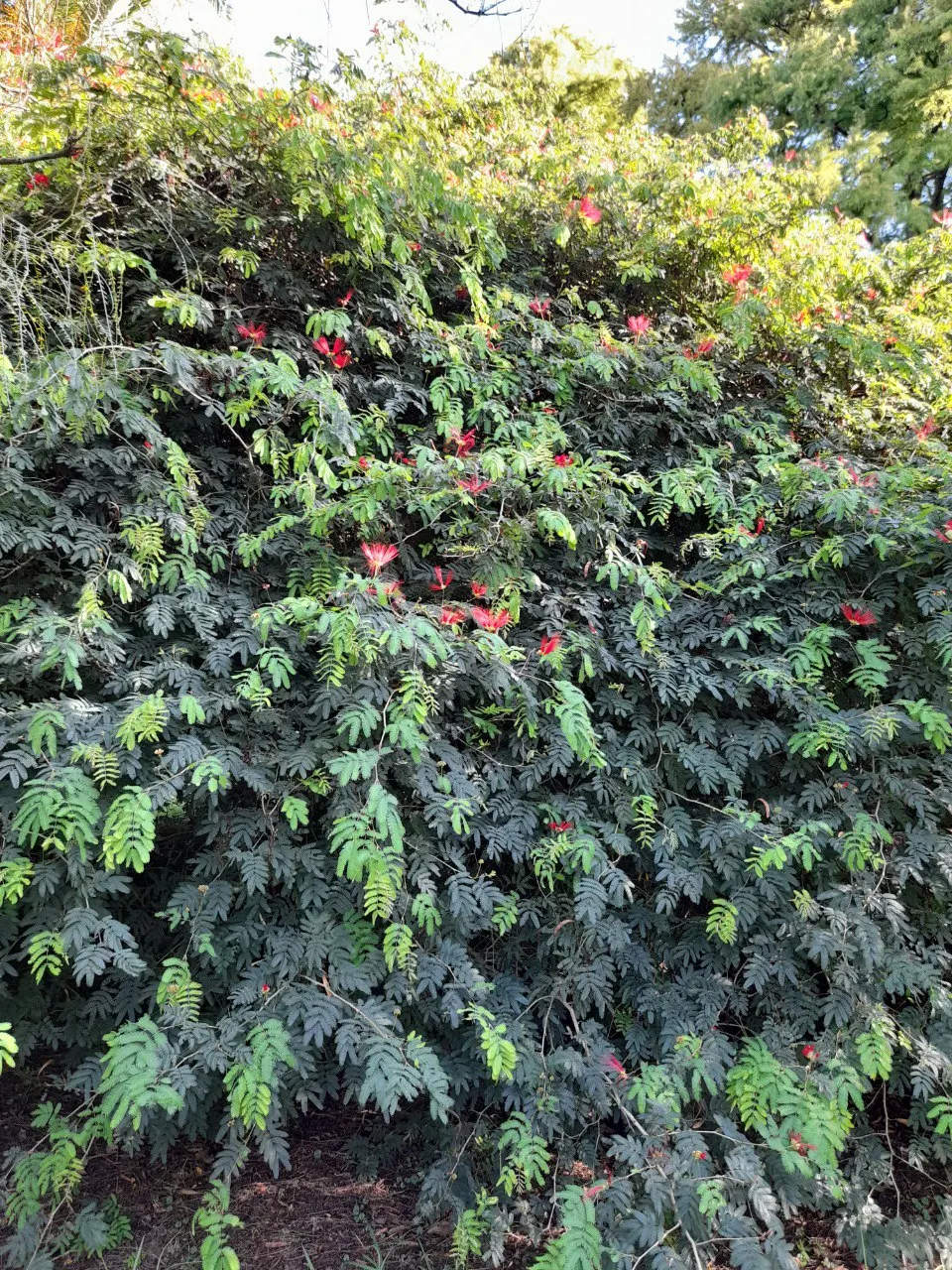 Trinidad Flame Bush (Calliandra Tweedii) — creating an arresting visual display