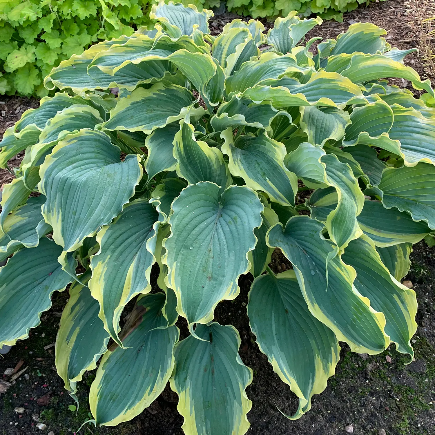 'Voices in the Wind' Hosta (Hosta hybrid) — The Hosta hybrid 'Voices in the Wind' is a mounded perennial with blue-green