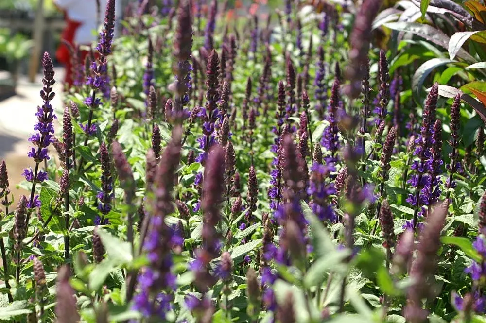 Caradonna Blue Sage (Salvia Nemorosa 'Caradonna') — Blooms from late spring to early fall, attracting pollinators