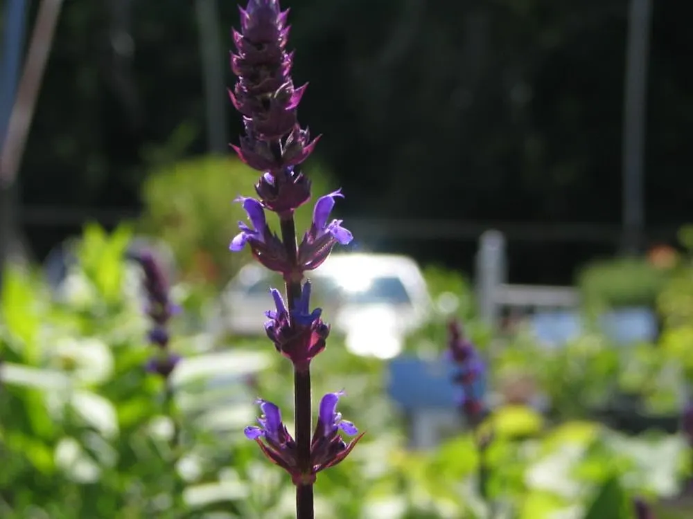 Caradonna Blue Sage (Salvia Nemorosa 'Caradonna') — This drought-resistant variety is low maintenance and has an upright growth habit