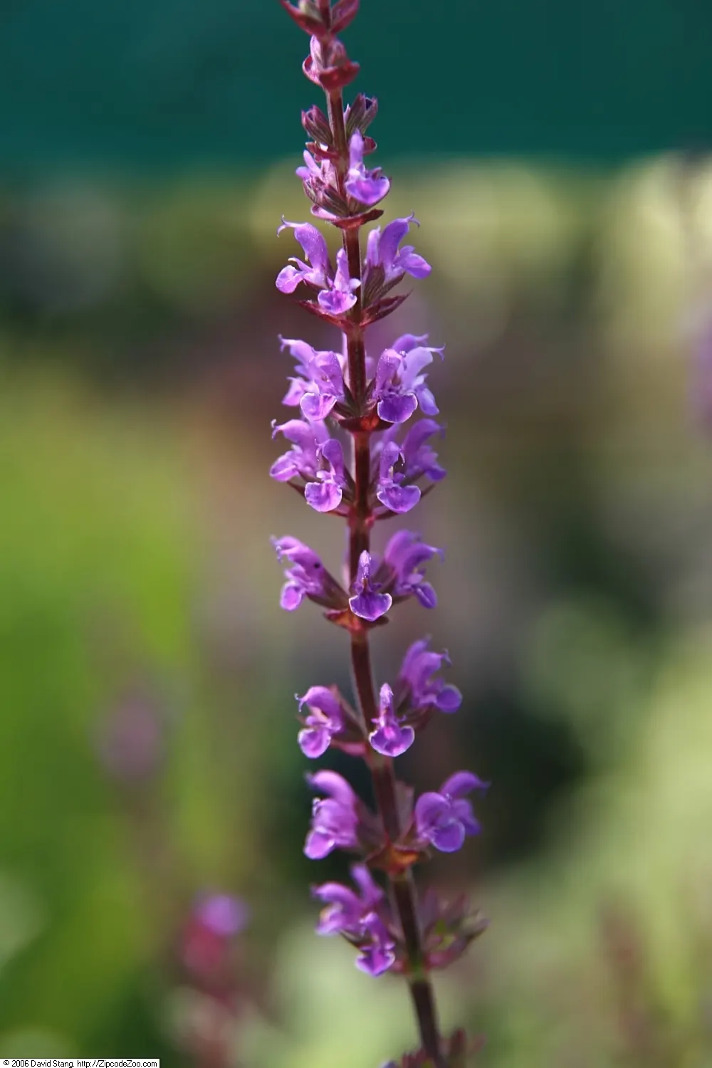 Caradonna Blue Sage (Salvia Nemorosa 'Caradonna') — enhancing the ecological value of the garden