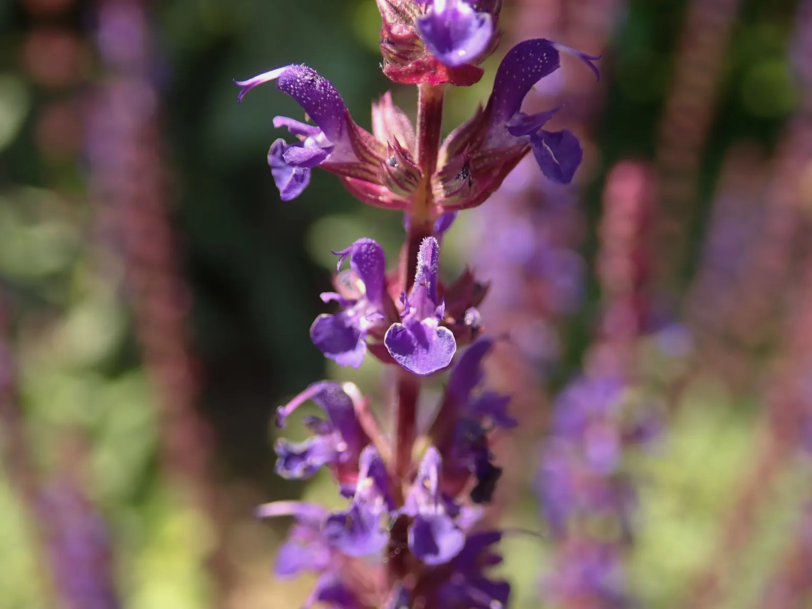 Caradonna Blue Sage (Salvia Nemorosa 'Caradonna') — is a visually striking perennial that stands as a bold accent in any landscape design