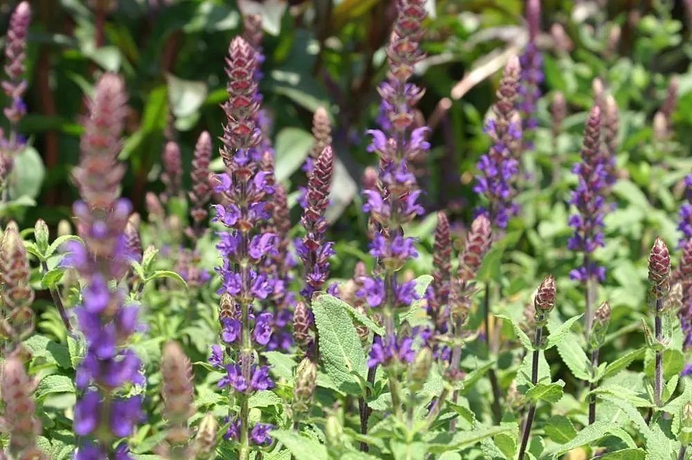 Caradonna Blue Sage (Salvia Nemorosa 'Caradonna') — Tolerant of drought and deer, it flourishes in full sun
