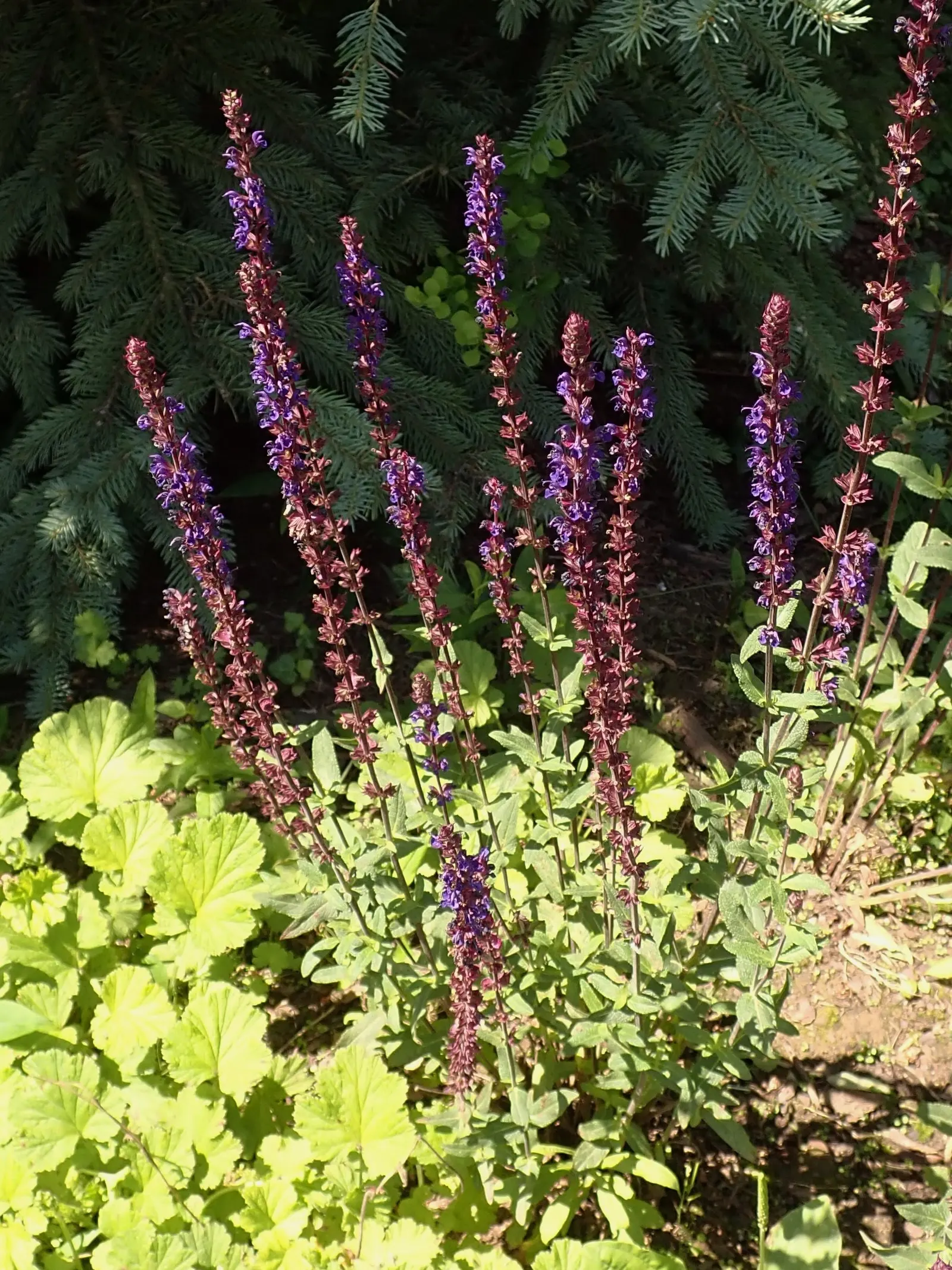 Caradonna Blue Sage (Salvia Nemorosa 'Caradonna') — purple flowers in the garden