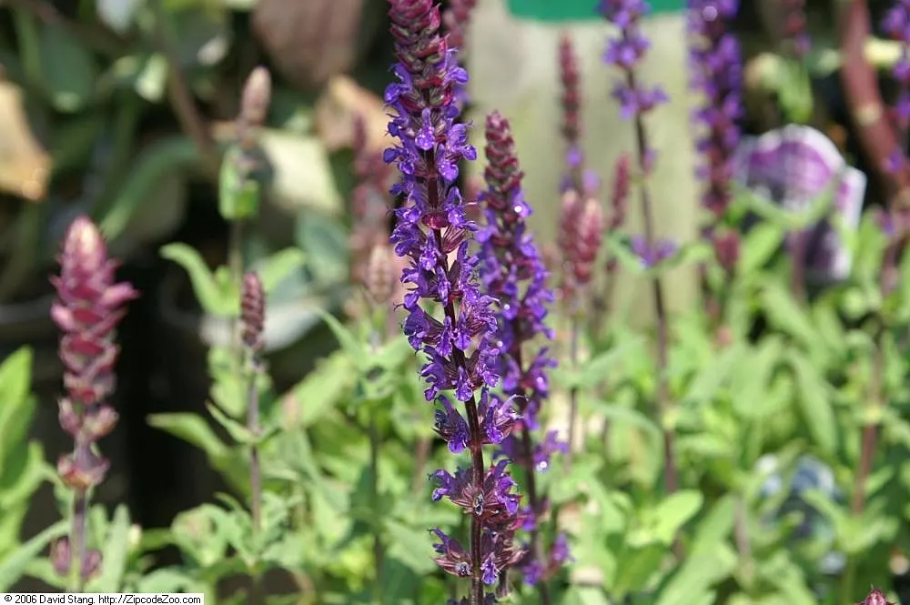 Caradonna Blue Sage (Salvia Nemorosa 'Caradonna') — This plant also exhibits strong heat resistance and is deer and rabbit resistant