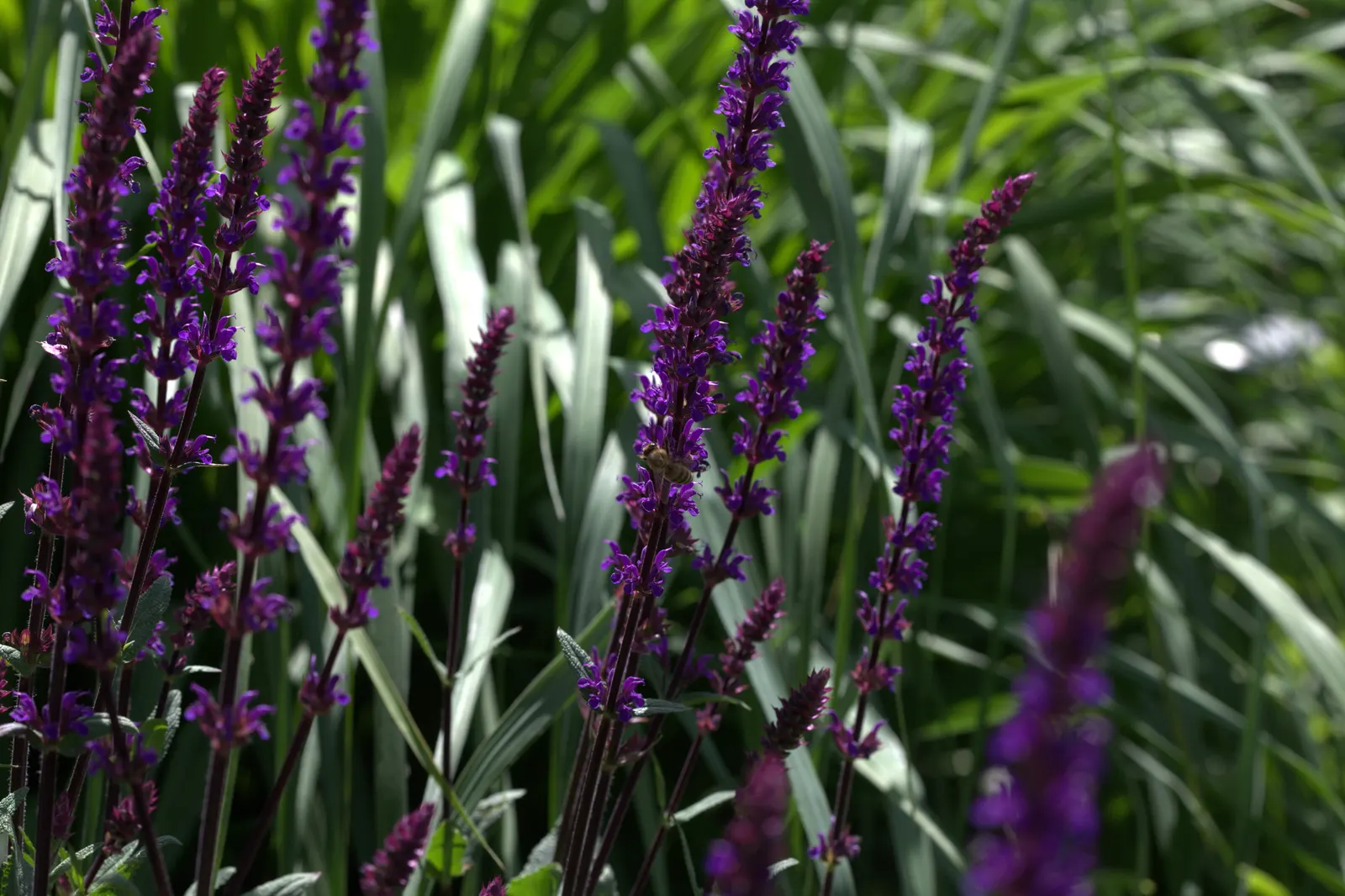Caradonna Blue Sage (Salvia Nemorosa 'Caradonna') — ensuring your landscape remains vibrant throughout the season