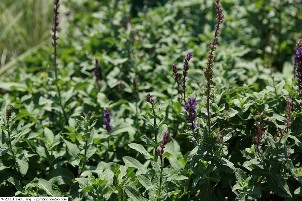 Caradonna Blue Sage (Salvia Nemorosa 'Caradonna') — colloquially known as Caradonna Blue Sage