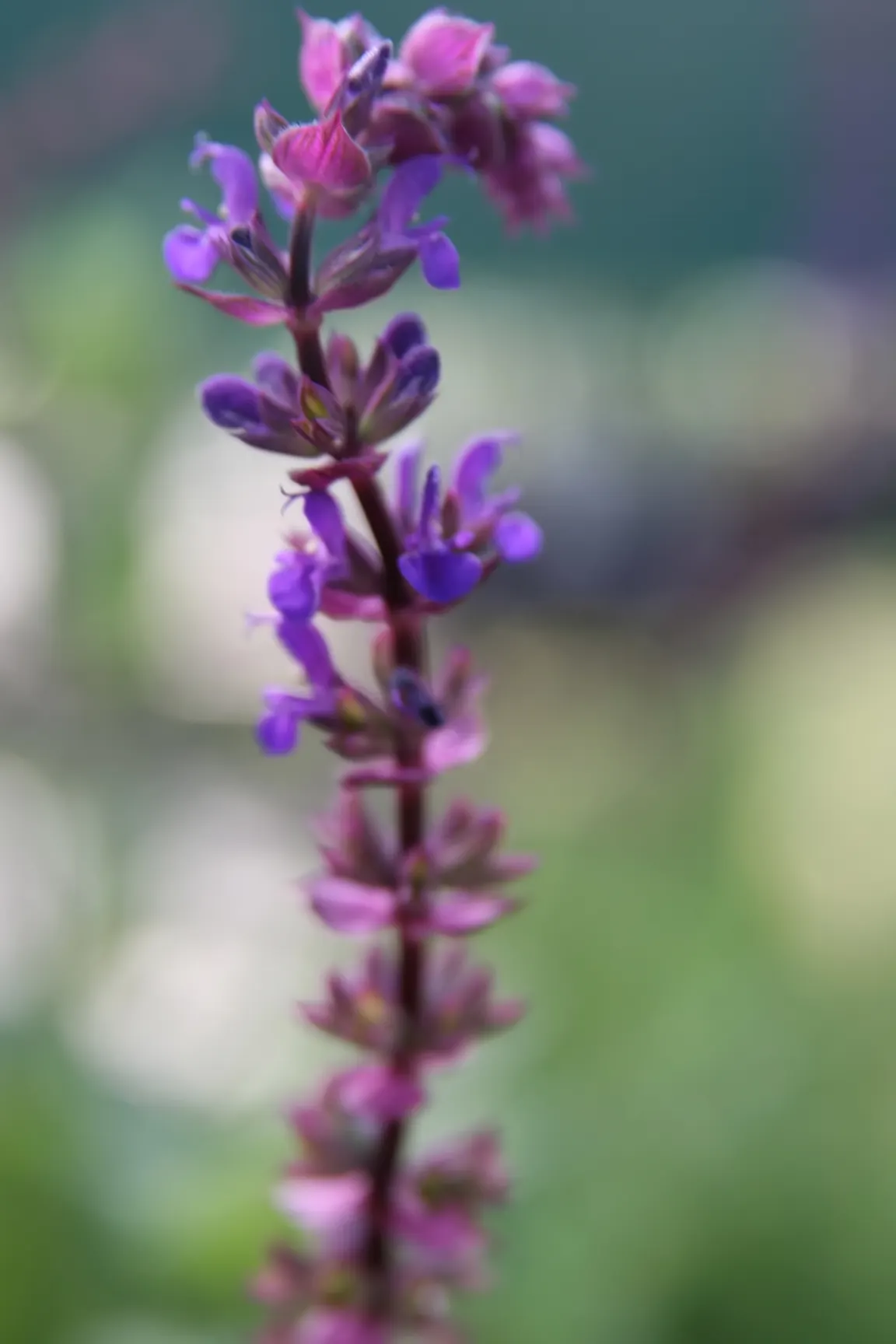 Caradonna Blue Sage (Salvia Nemorosa 'Caradonna') — presents striking violet-blue spikes atop slender