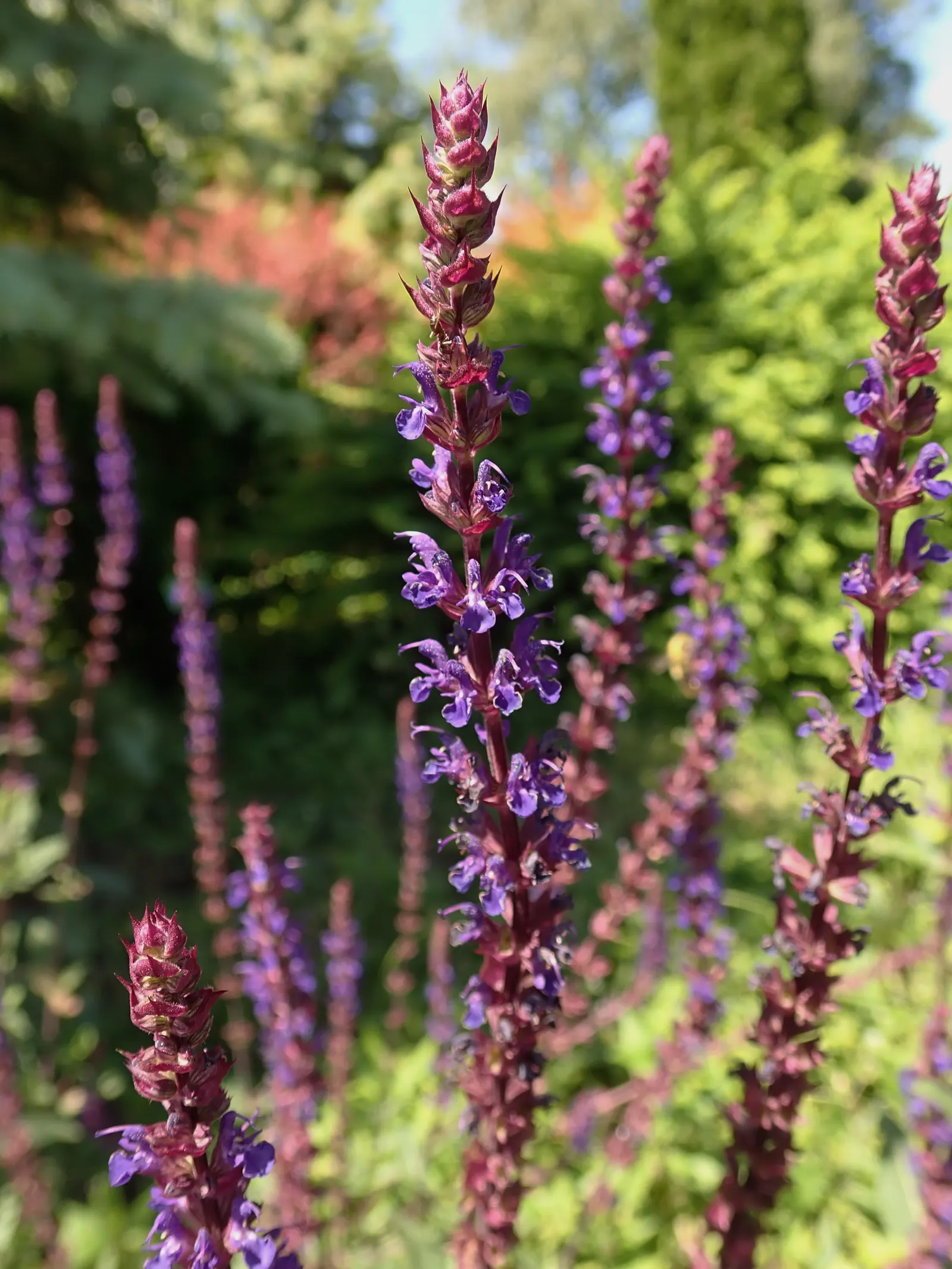 Caradonna Blue Sage (Salvia Nemorosa 'Caradonna') — perennial for full