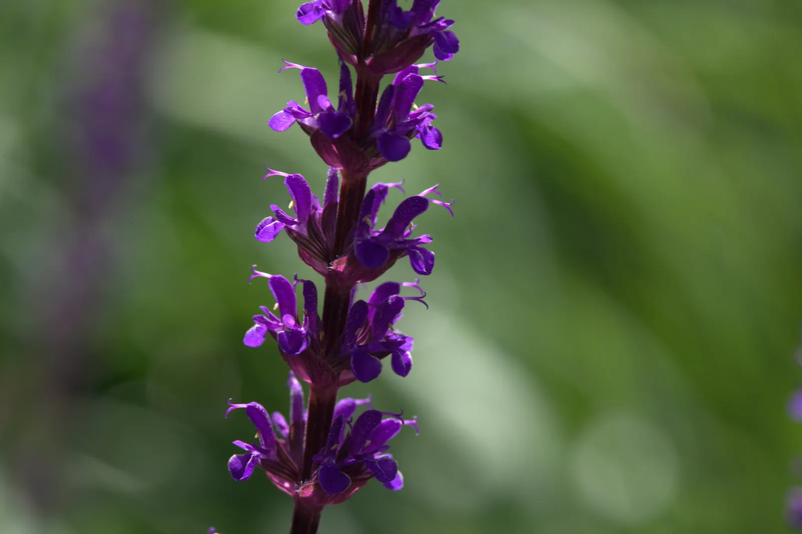 Caradonna Blue Sage (Salvia Nemorosa 'Caradonna') — Hardy in zones 4-8, it offers low maintenance and pairs well with yellow and pink perennials