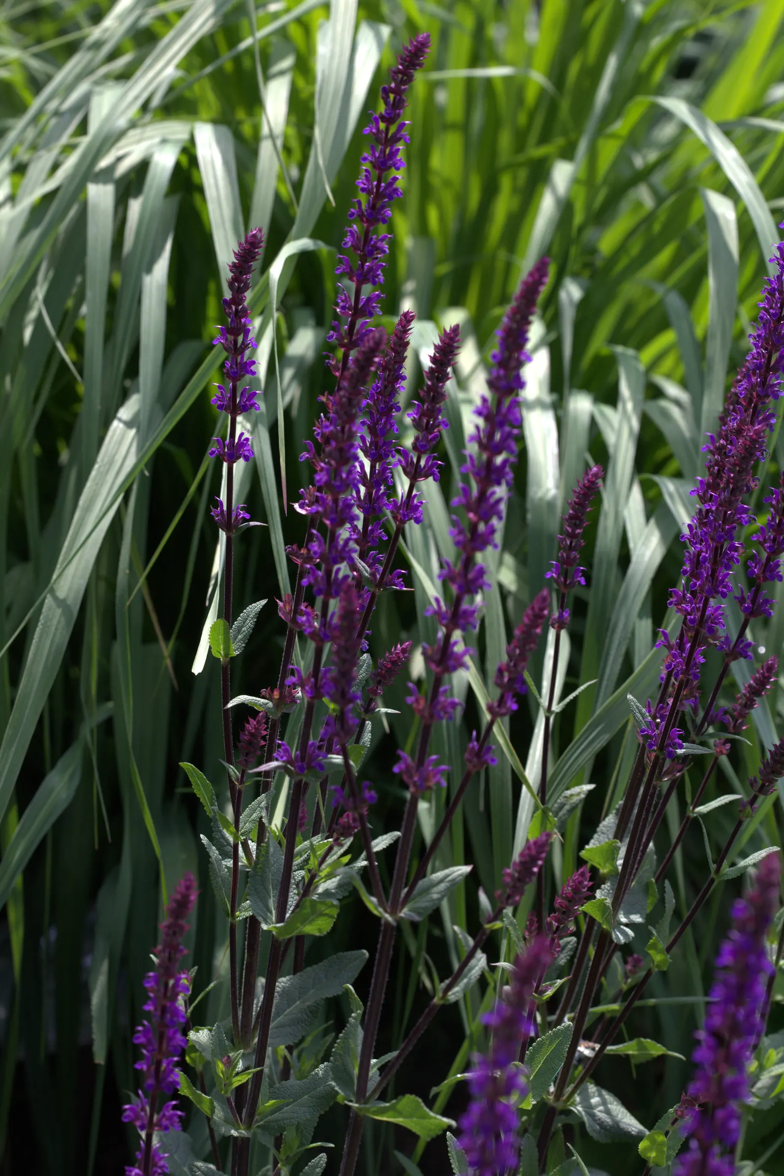 Caradonna Blue Sage (Salvia Nemorosa 'Caradonna') — or as a structured element in cottage garden designs.<br><br>In addition to its visual appeal