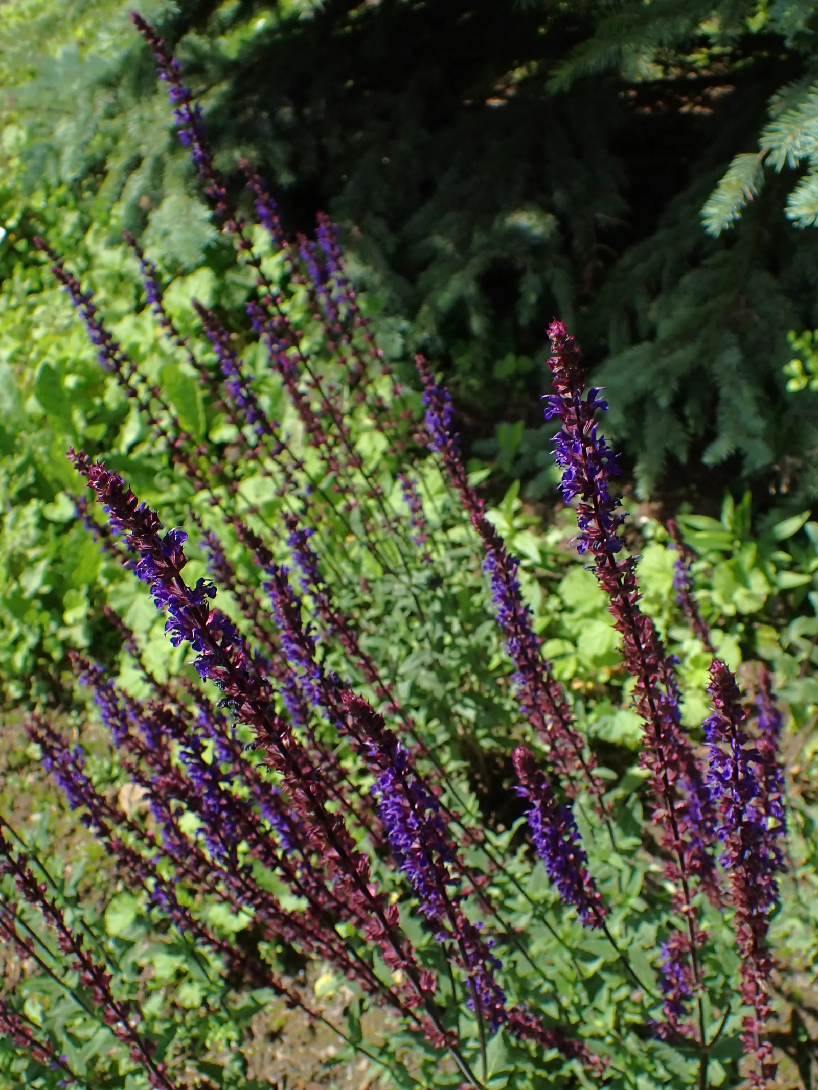 Caradonna Blue Sage (Salvia Nemorosa 'Caradonna') — perennial with purple blooms