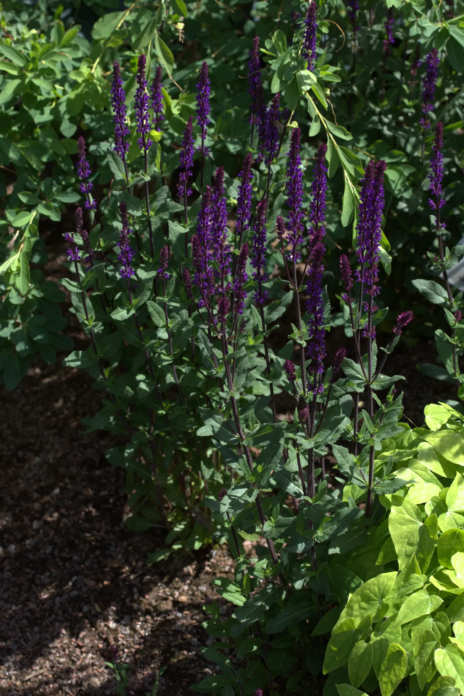 Caradonna Blue Sage (Salvia Nemorosa 'Caradonna') — Ideal for beds and borders, it stands 18-24 inches tall and spreads 12-24 inches