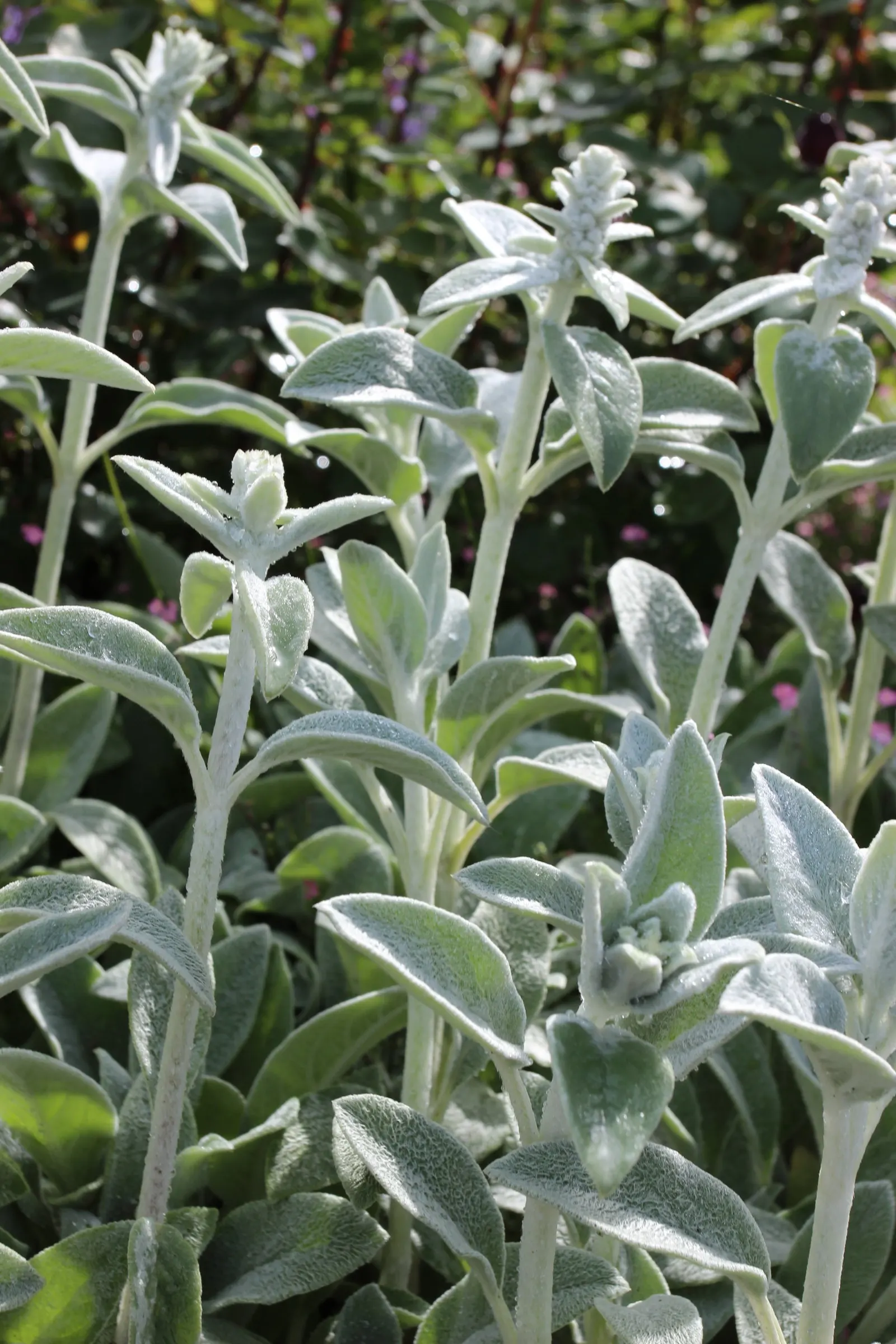 Caradonna Blue Sage (Salvia Nemorosa 'Caradonna') — making it a perfect fit for borders